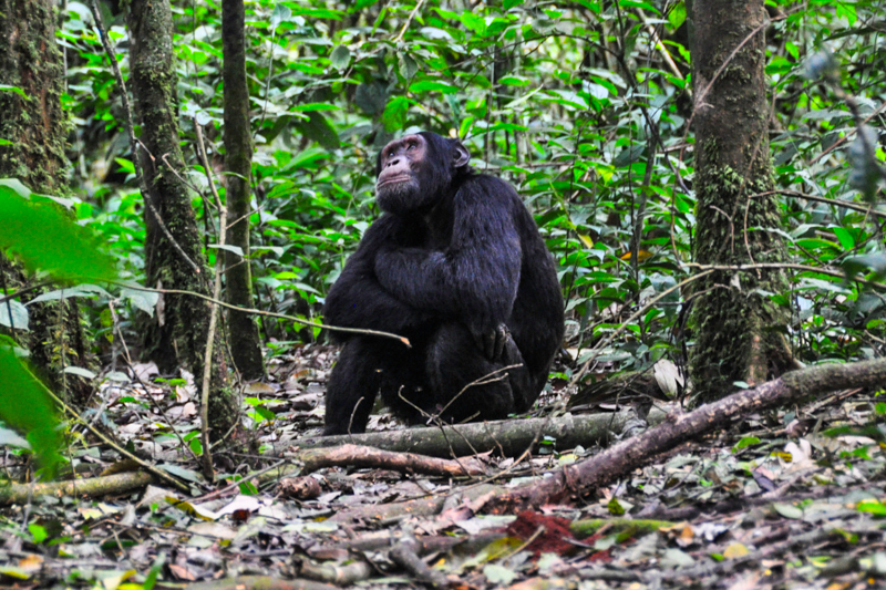 Schimpanse im Kibale Nationalpark