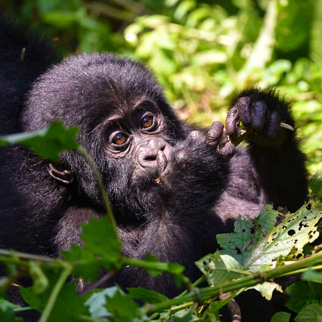 Babygorilla im Bwindi Nationalpark