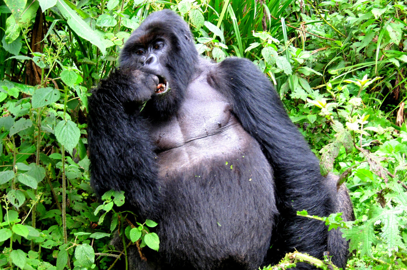 Gorilla im Bwindi Impenetrable Nationalpark