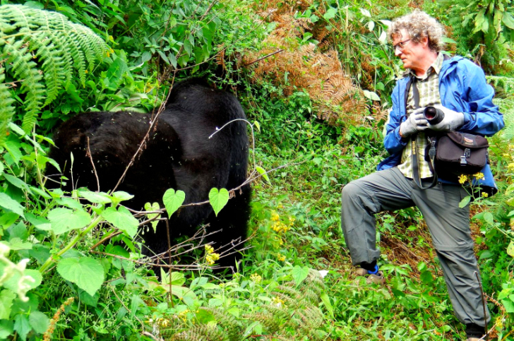 Gorilla-Trekking
