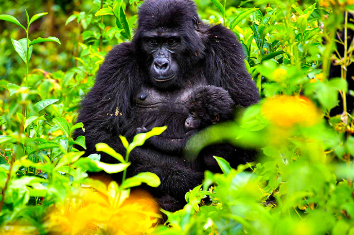 Gorillaweibchen mit Baby