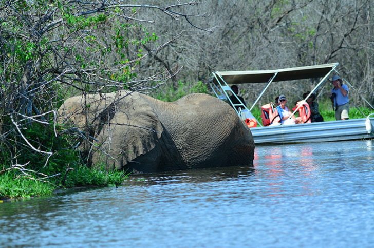 Elephant in water with tourists in a boat