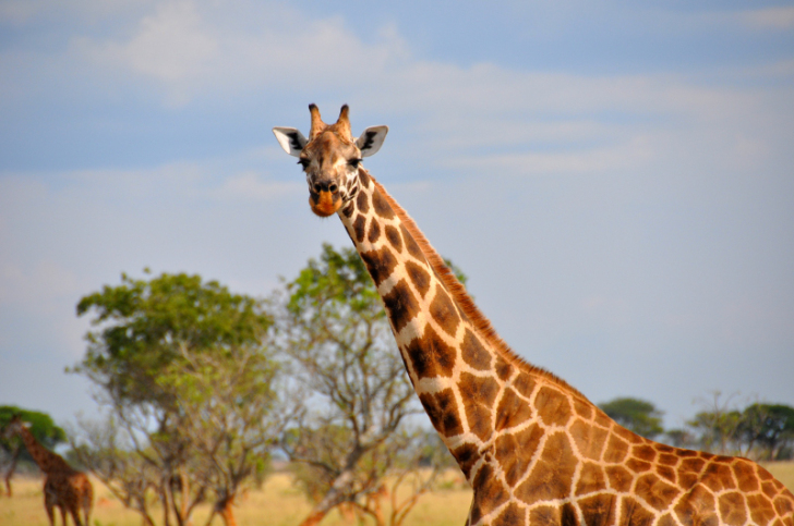 Nubian giraffe
