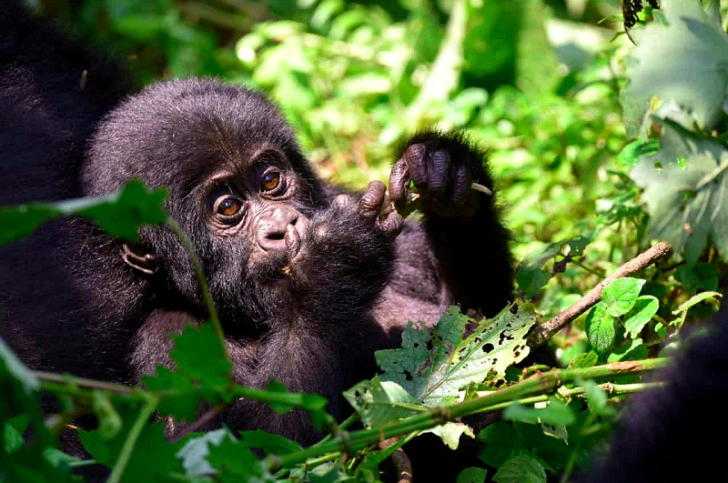 Gorillababy