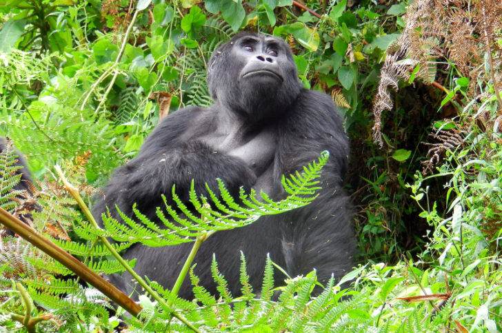 Mountain gorilla